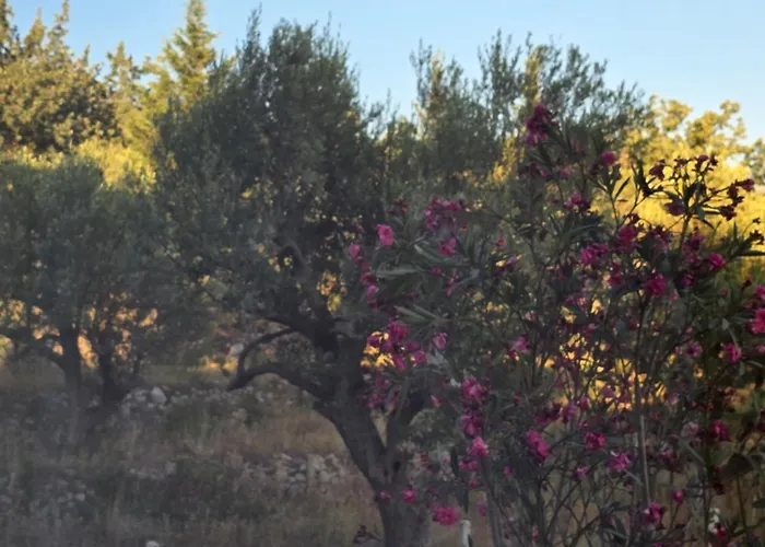 Lejlighed Olive Breeze Drymades Dhërmi